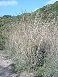 Andropogon distachyos