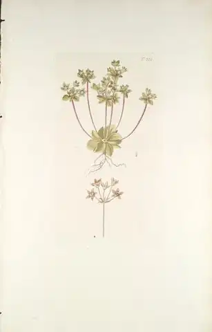 alternative Beschreibung