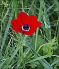 Kronen-Anemone (Anemone coronaria)