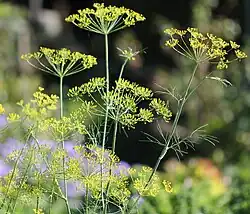 Dill (Anethum graveolens)