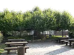 Angerlinde, etwa 375 Jahre altes Wahrzeichen von Neustadt