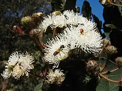 Ausschnitt eines Blütenstandes von Angophora hispida mit Bienenbesuch