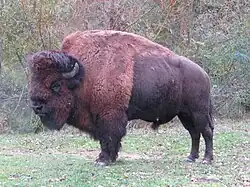 Amerikanischer Bison (Bos bison)