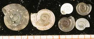 Grünes Zierliche Tellerschnecke