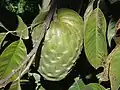 Cherimoya-Frucht in Brasilien angebaut