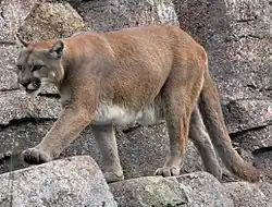 Puma (Puma concolor)