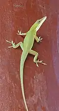 Grünes Anolis Weibchen