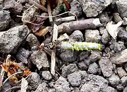 Ameise beim Transport einer Buchs­baum­zünsler­raupe