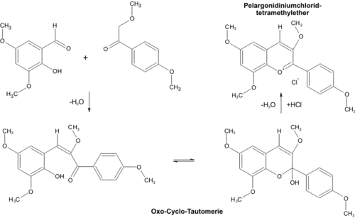 Robinson-Synthese von Anthocyanidinen, hier von einem Pelargonidin-Derivat