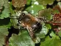 Anthophora plumipes, Männchen