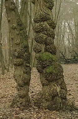 Baumkrebs an zwei Robinien