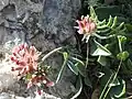 Anthyllis vulneraria subsp. rubriflora