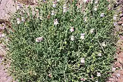 Cabo-de-Gata-Löwenmäulchen