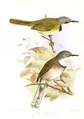 Apalis thoracica claudei illustriert von Henrik Grönvold