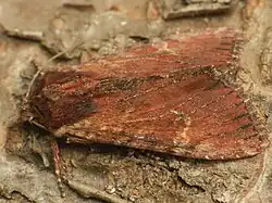 Rötlich braune Form