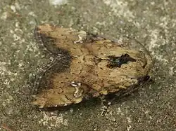 Bräunlichgelbe Farbvariation