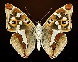 △ Ventralansicht ♂