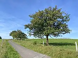 Apfelbäume am Ortsrand