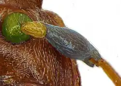 Ausschnitt Unterseite