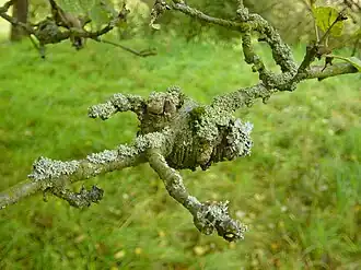 Apfelbaum mit Baumkrebs