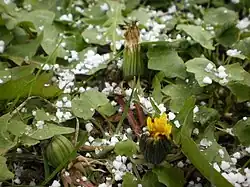 Graupelkörner im April (2019)[1]