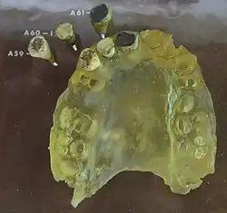 Zwei Oberkiefer: Arago I (links) und Arago XIV