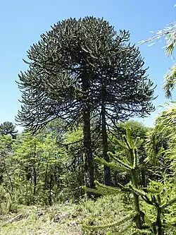 Araucaria araucana (población andina) aus dem Parque Nacional Villarrica, Chile