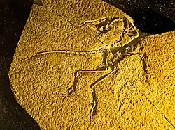 Archaeopteryx im Jura-Museum