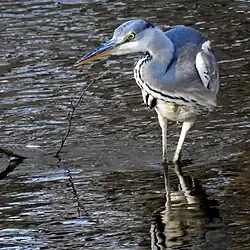 Große Zahl an Graureihern am Ziegeleiloch