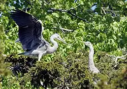 Graureiher (Ardea cinerea) beim Nestbau im Park Frederiksberg Have