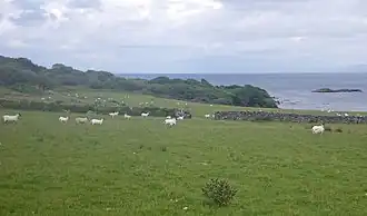 Schafherde bei Ardtalla