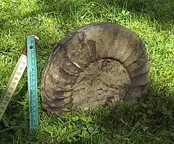 Arietites bucklandi aus Ofterdingen