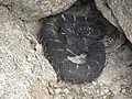 Schwarze Arizona-Klapperschlange (Crotalus cerberus)