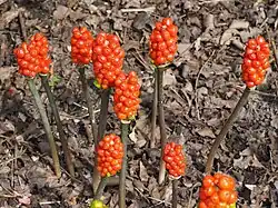 Aronstab (Arum maculatum)