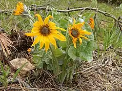 Pfeilblättrige Balsamwurzel (Wurzeln, Blätter, Stängel und Samen)