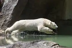 Ein Eisbär springt ins Wasser.
