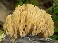 Becherkoralle (Artomyces pyxidatus)