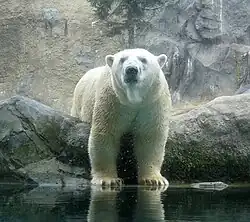 Eisbär