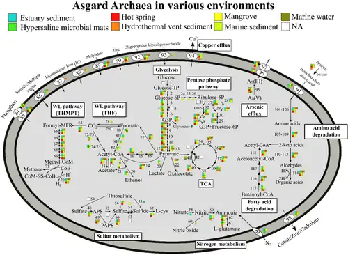 Stoffwechselwege von Asgard-Archaeen, je nach Umgebung[33]