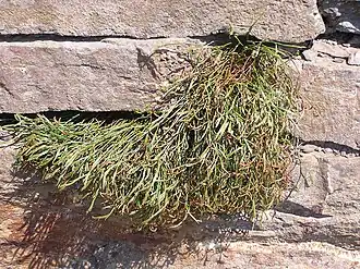 Nordischer Streifenfarn