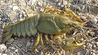 Der Europäische Flusskrebs Astacus astacus