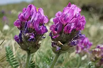 Dänischer Tragant (Purple milk-vetch)