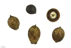 versch. Palmensamen (Attalea cohune, Attalea speciosa Astrocaryum aculeatum, Bactris gasipaes, Aiphanes horrida, Jubaea chilensis, Babassupalme, Nypa fruticans u. a.)
