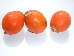 Tucuma (ähnlich sind Astrocaryum aculeatum und Astrocaryum murumuru)