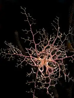 Gorgonenhaupt nachts im Bari Riff in Bonaire