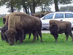Amerikanische Bisons