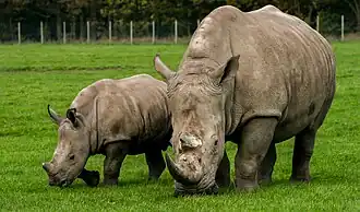 Breitmaulnashorn mit Jungtier