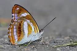 Flügelunterseite Männchen