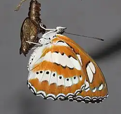 Unterseite eines frisch geschlüpften Falters auf der leeren Puppenhülle