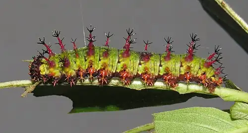 Ausgewachsene Raupe (fünftes Stadium)